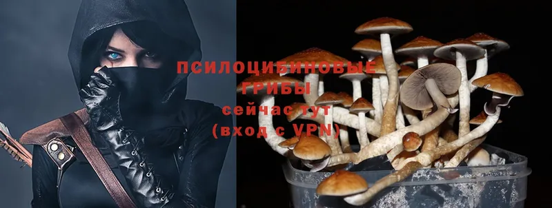 купить   Райчихинск  Галлюциногенные грибы MAGIC MUSHROOMS 